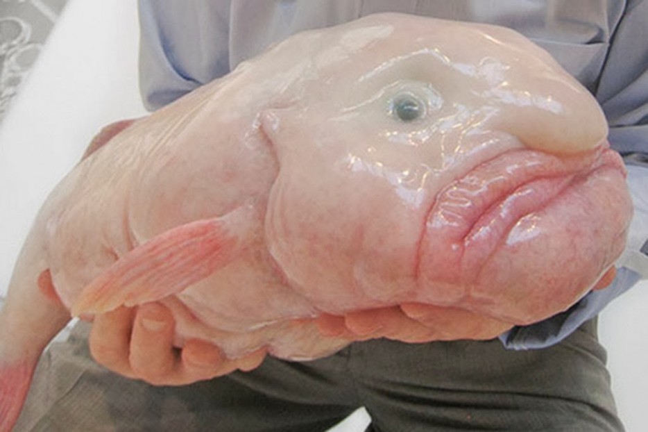 Blobfish