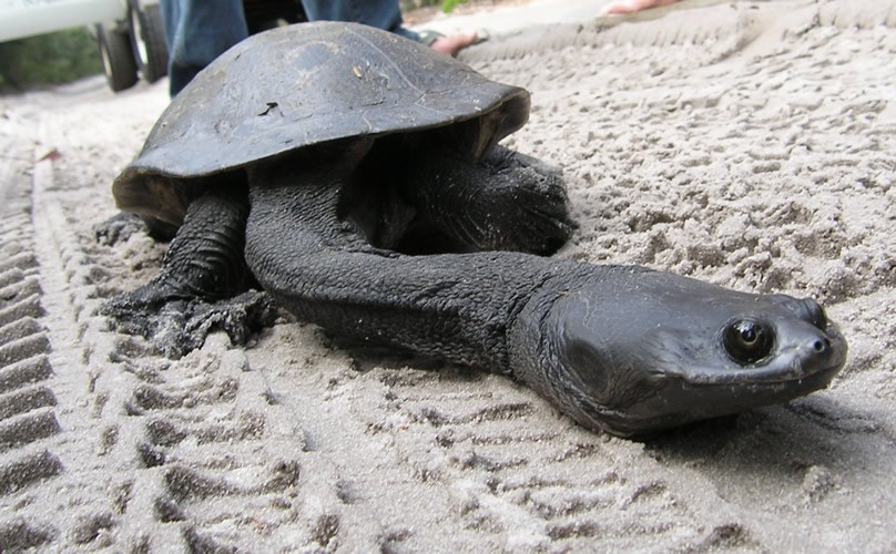 Eastern%20Long-Necked%20Turtle