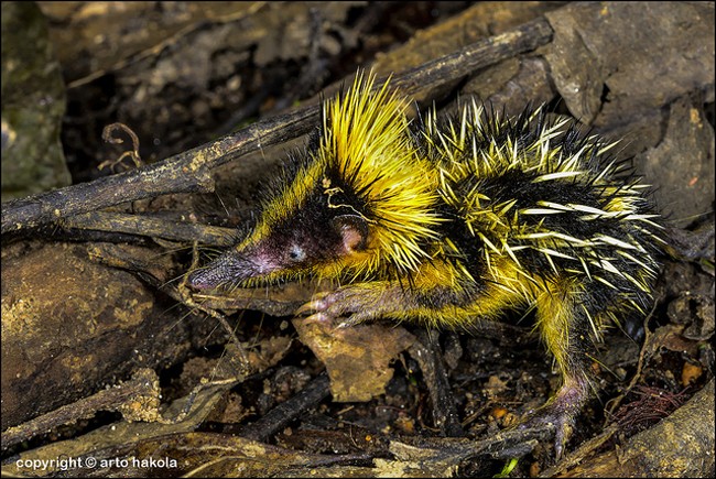 Lowland%20Streaked%20Tenrec