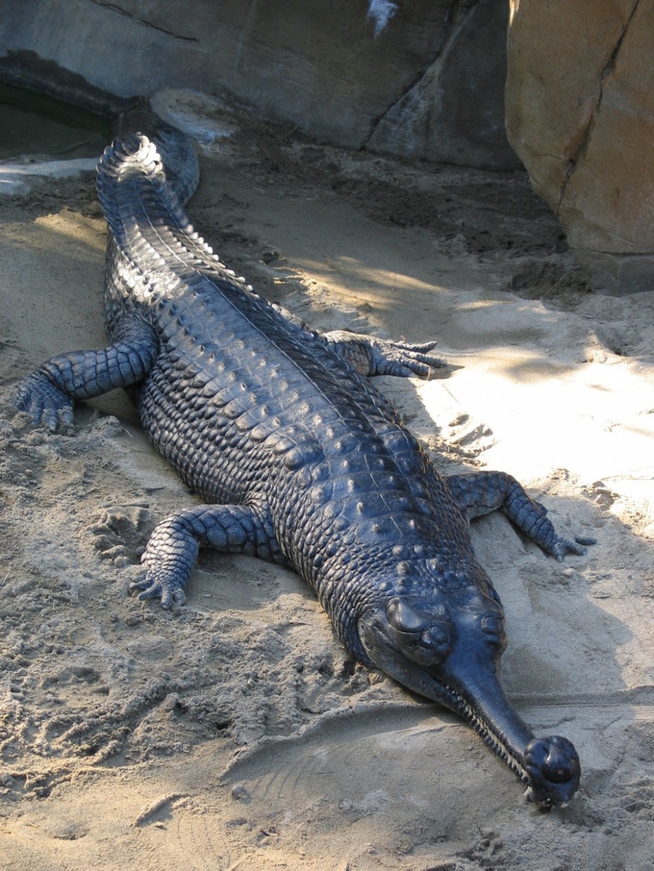 Gharials