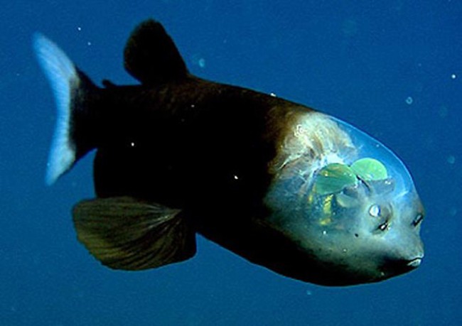 Barreleye