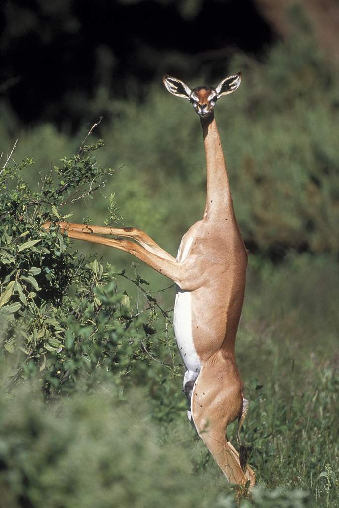 Gerenuk