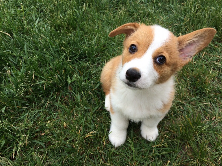 28 Pictures That Prove Puppies Are Cuter When They Have One Ear Up
