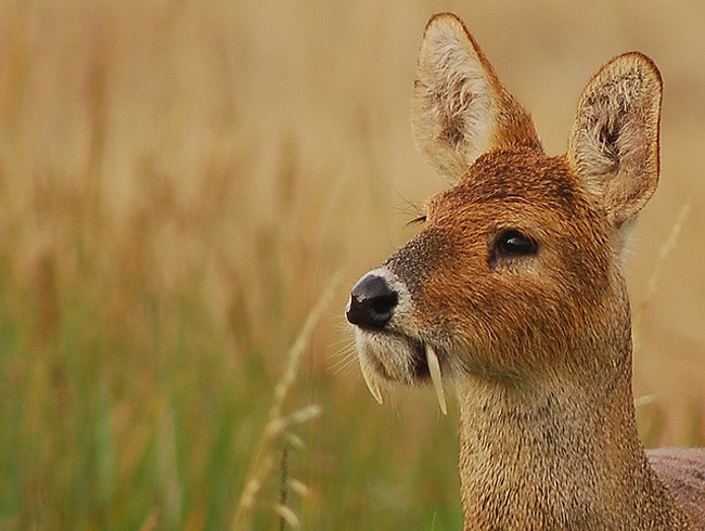 Chinese%20Water%20Deer