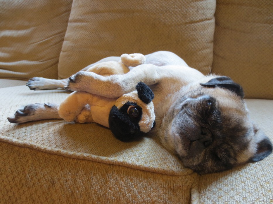33 Adorable Pug Moments That Will Make You Want To Get A Pug - Pulptastic