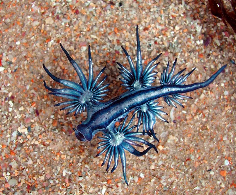 Glaucus%20Atlanticus