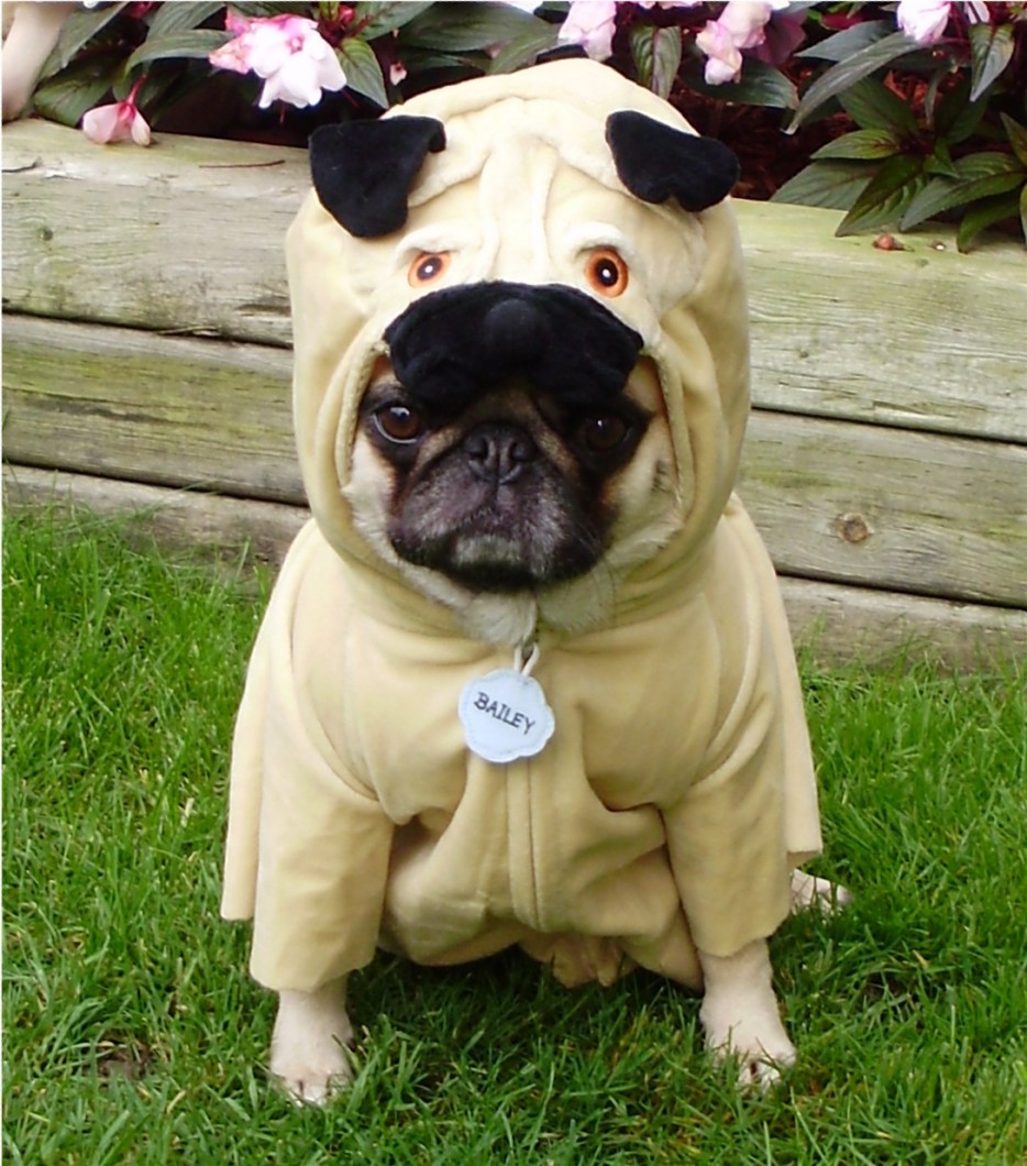 Pug-Costume-funny-pugs-33497960-1089-1237-934x
