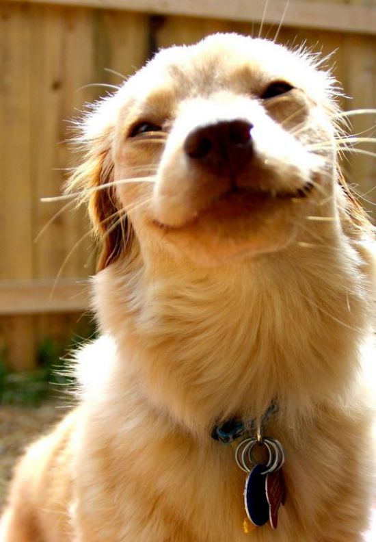 25 Photos That Show Animals Can Smile Too