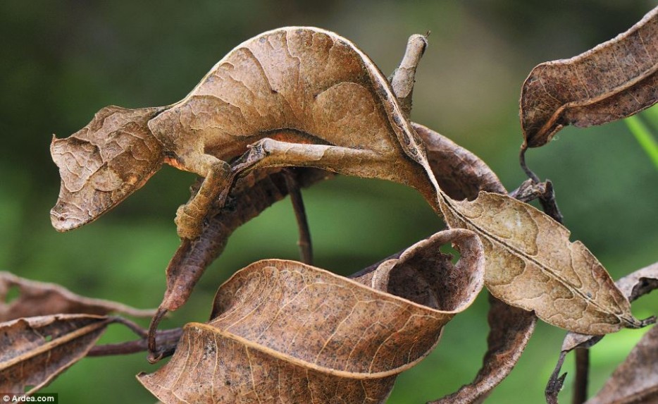 Leaf-Tailed%20Gecko