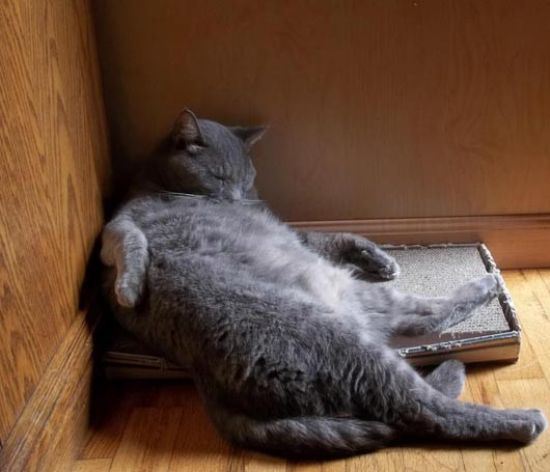 cat-nap-1