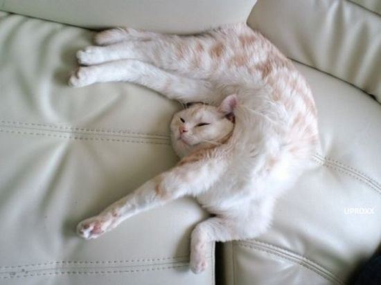 cat-nap-11