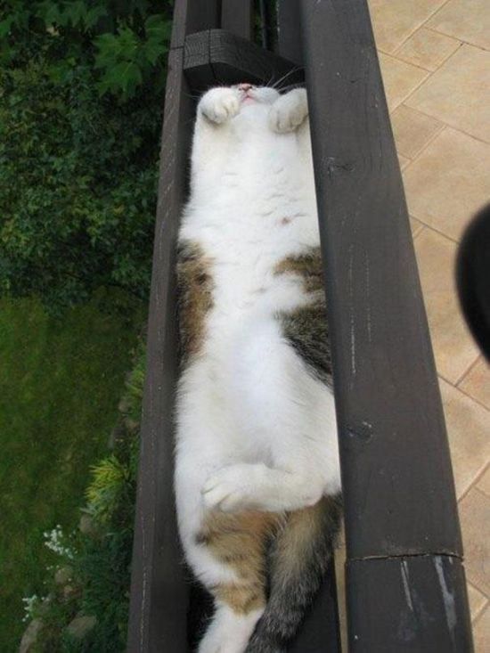 cat-nap-2