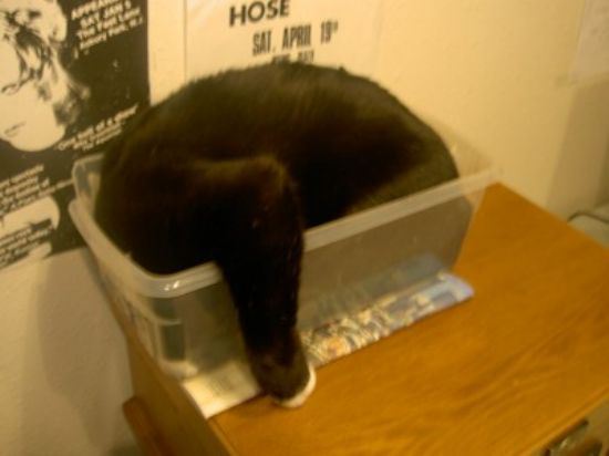 cat-nap-20