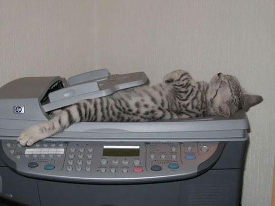 cat-nap-23