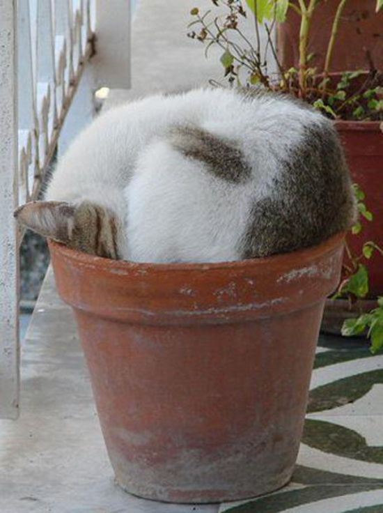cat-nap-26