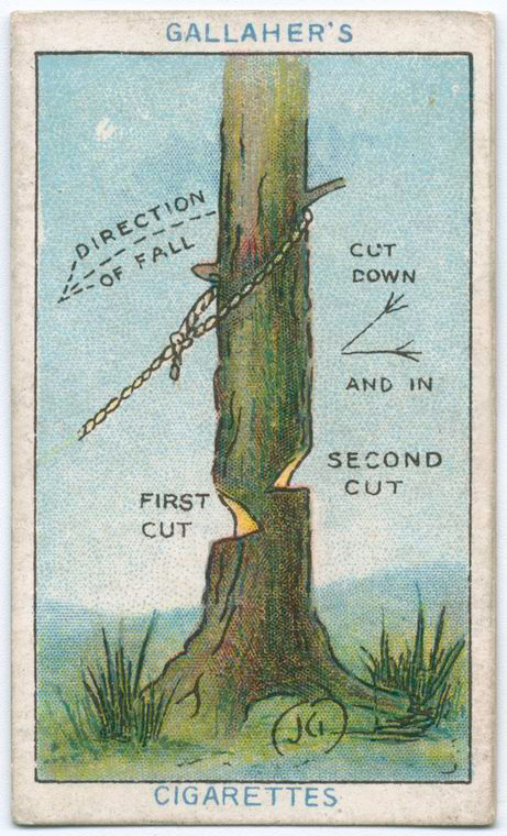 2.) How To Fell A Tree