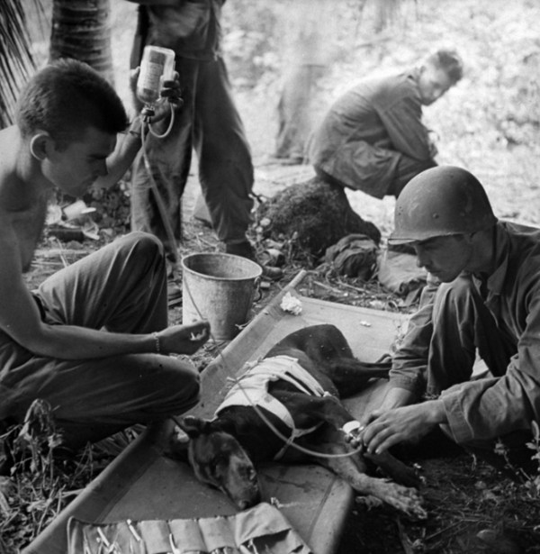 21.) American soldiers treat an injured dog during WWII, 1944.