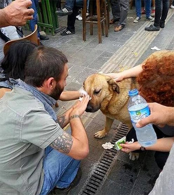 22.) Protestors in Turkey help a dog affected by tear gas.