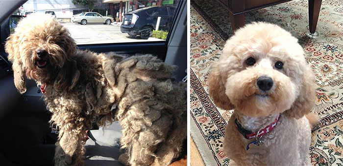 dog-makeover-before-after-rescue-1
