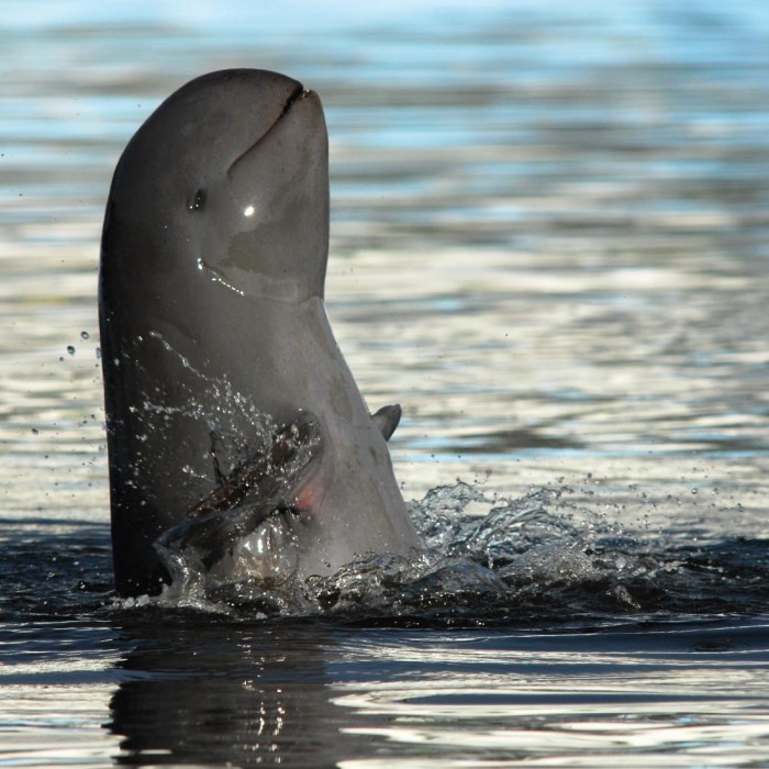 Irrawaddy%20Dolphin