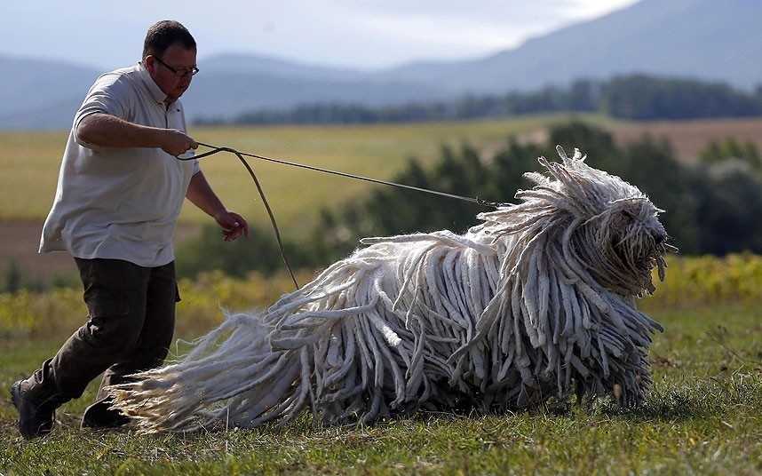 Bergamasco%20Shepherd%20