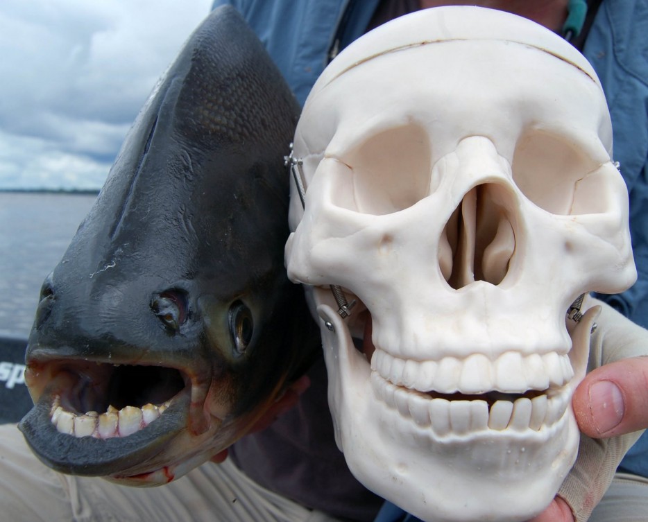 Pacu%20Fish