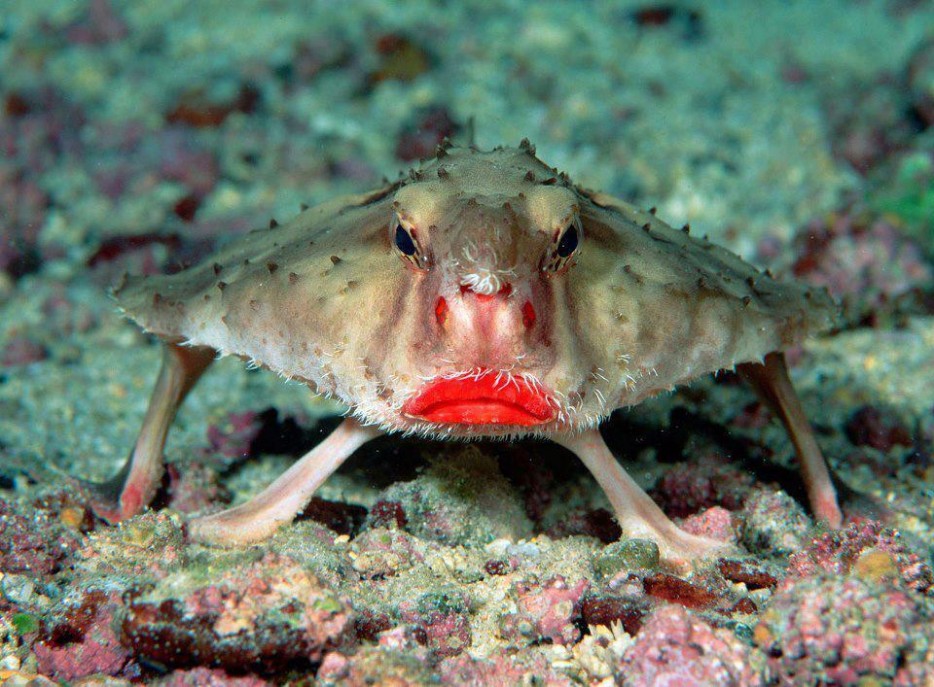 %20Red-Lipped%20Batfish