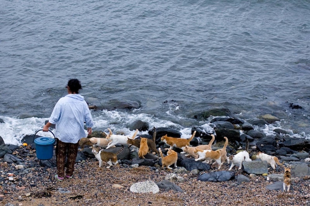 The local fishermen are known to feed the cats on Cat Heaven Island.