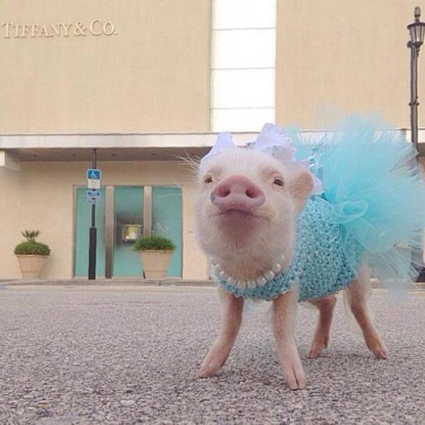 18 Reasons Why You Need A Mini Pig In Your Life Now - Pulptastic