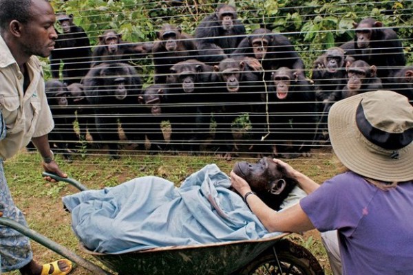 13 Touching Animal Stories That Will Melt Your Heart - Pulptastic