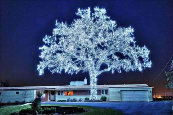 13. A tree decorated with 40,000 LED lights.