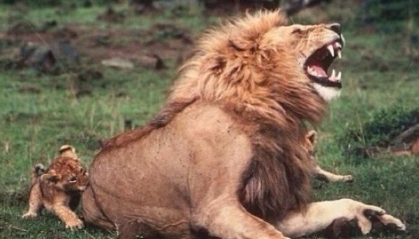 9. An adult lion pretending to be hurt by their cub's bite to try and encourage them.
