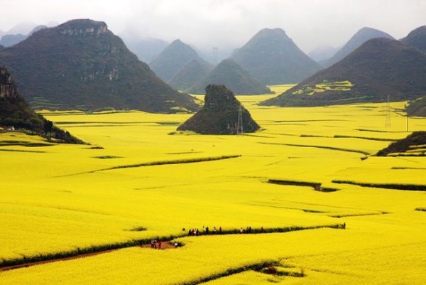 15. An "ocean of flowers" in China