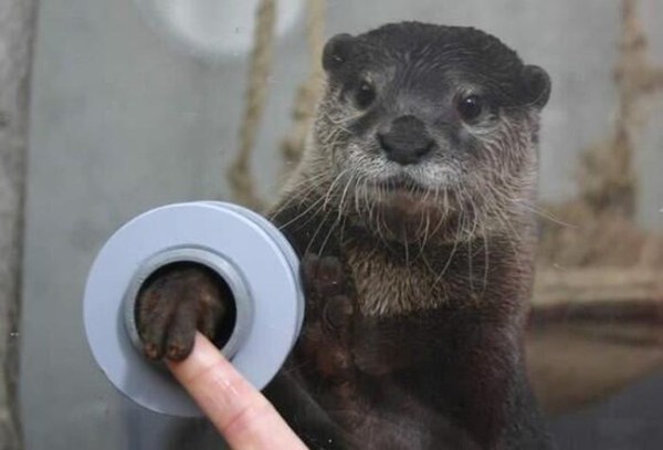 4. An aquarium visitor holding hands with an otter.