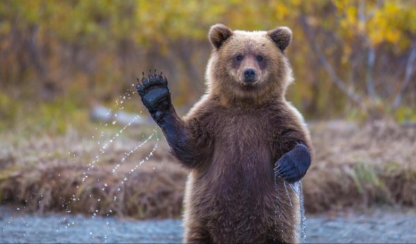 16. A bear waving hello.