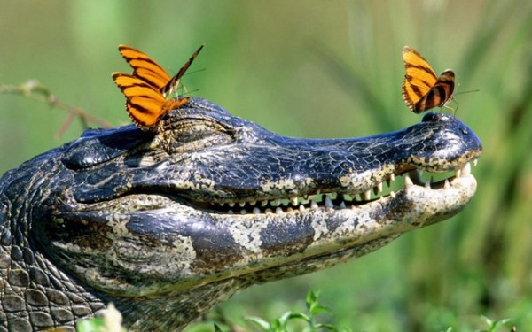 19. Butterflies resting on a crocodile's head.