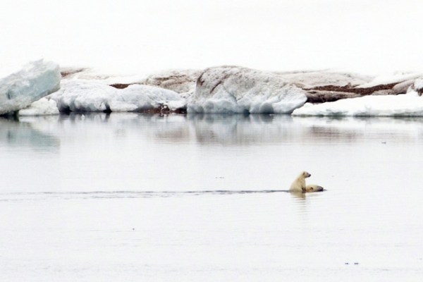 3. A polar bear cub riding its mother to shore.
