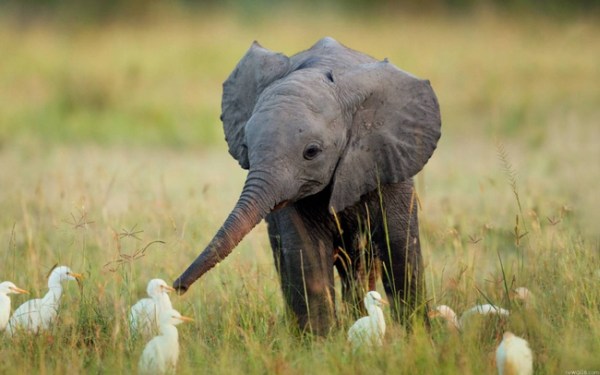 12. A baby elephant frolicking with birds.