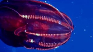 13 Fascinating And Slightly Terrifying Sea Creatures You Probably Never Knew About