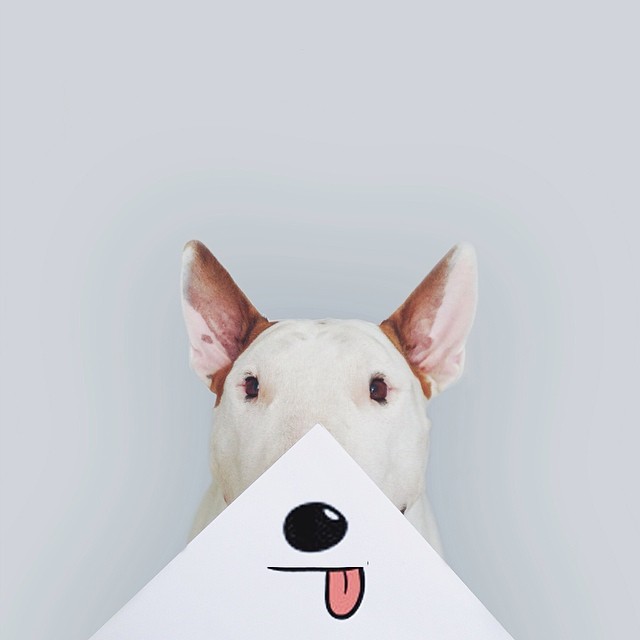 jimmy-choo-bull-terrier-illustrations-rafael-mantesso-6