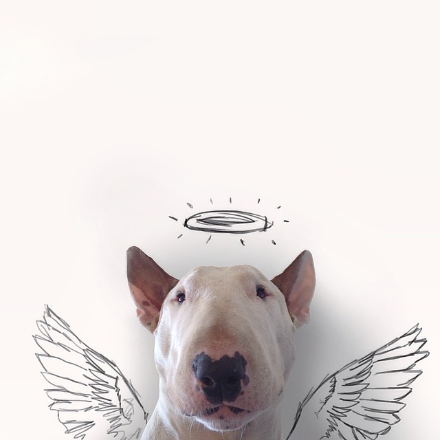 jimmy-choo-bull-terrier-illustrations-rafael-mantesso-7