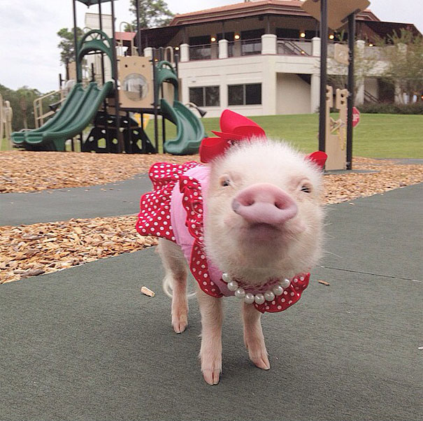 priscilla-mini-pig-1