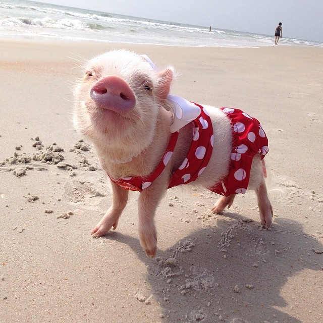 priscilla-mini-pig-12