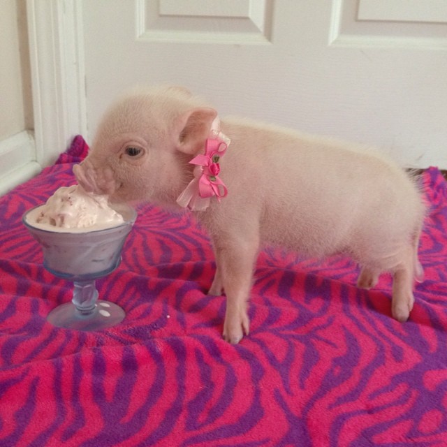 priscilla-mini-pig-20