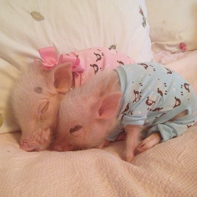 priscilla-mini-pig-3