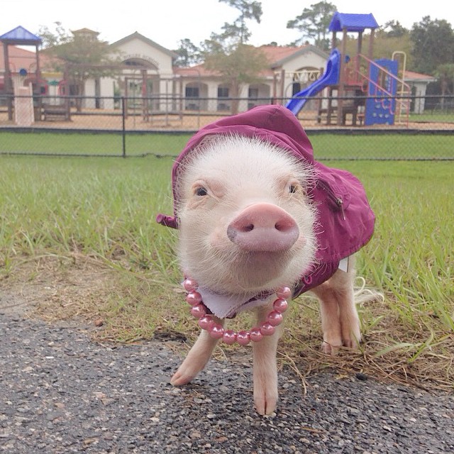 priscilla-mini-pig-5