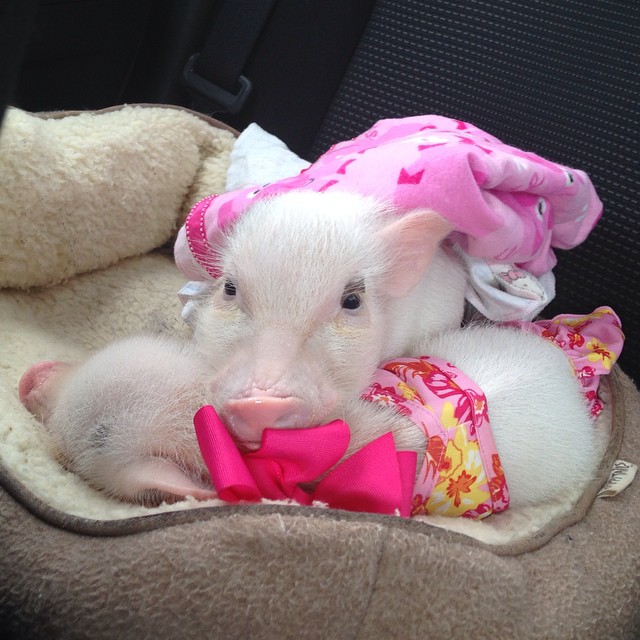 priscilla-mini-pig-6