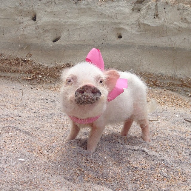 priscilla-mini-pig-69