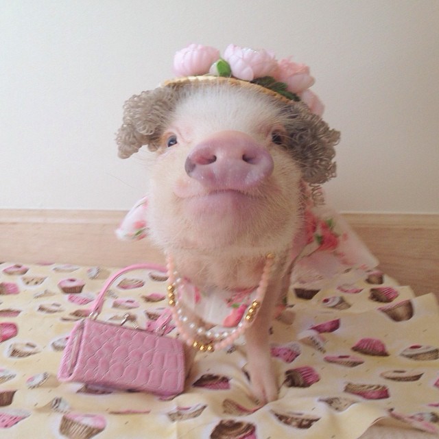 priscilla-mini-pig-7