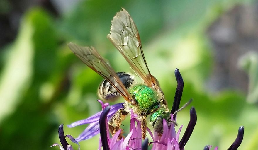 Metallic Green Bee/wasp